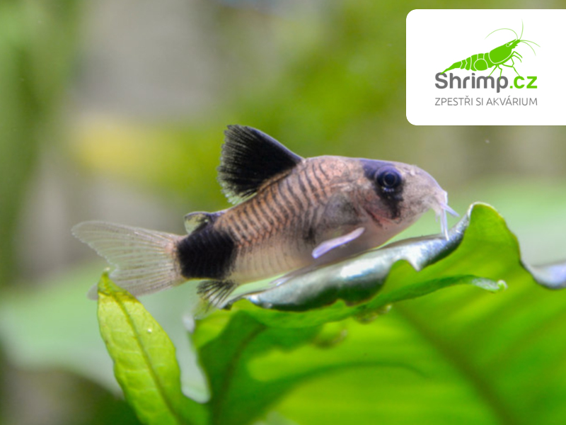Pancéřníček panda 20 ks - Corydoras panda