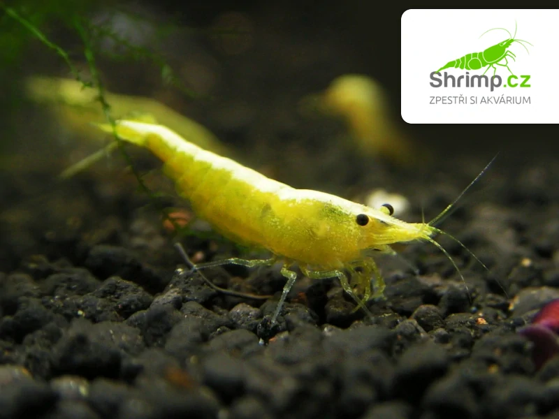 Yellow neon stripe - Neocaridina davidi