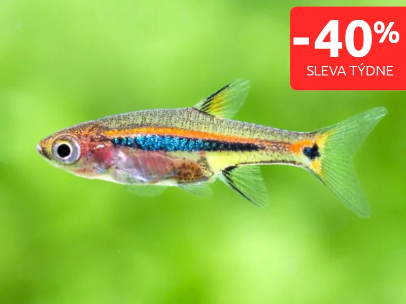 Razbora skvrnoocasá - Boraras urophthalmoides