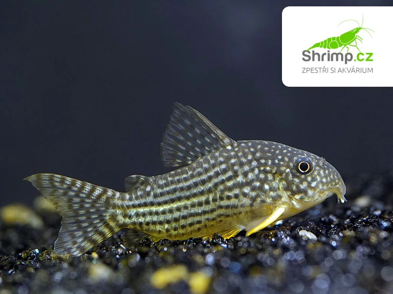 Pancéřníček Sterbův - Corydoras sterbai