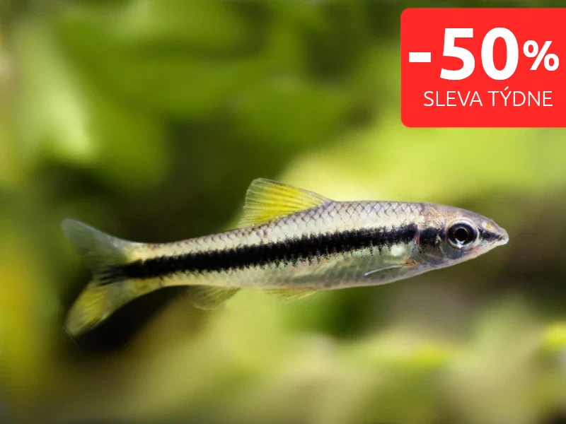 Parmička černopruhá - Crossocheilus siamensis