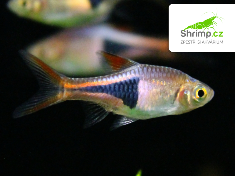 Razbora klínoskvrnná 20 ks - Rasbora (Trigonostigma) heteromorpha