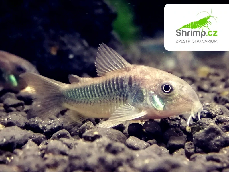Pancéřníček zelený 10 ks - Corydoras aeneus schultzei