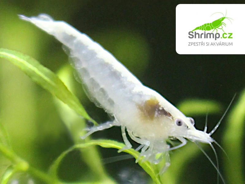 White pearl 10 ks - Neocaridina davidi