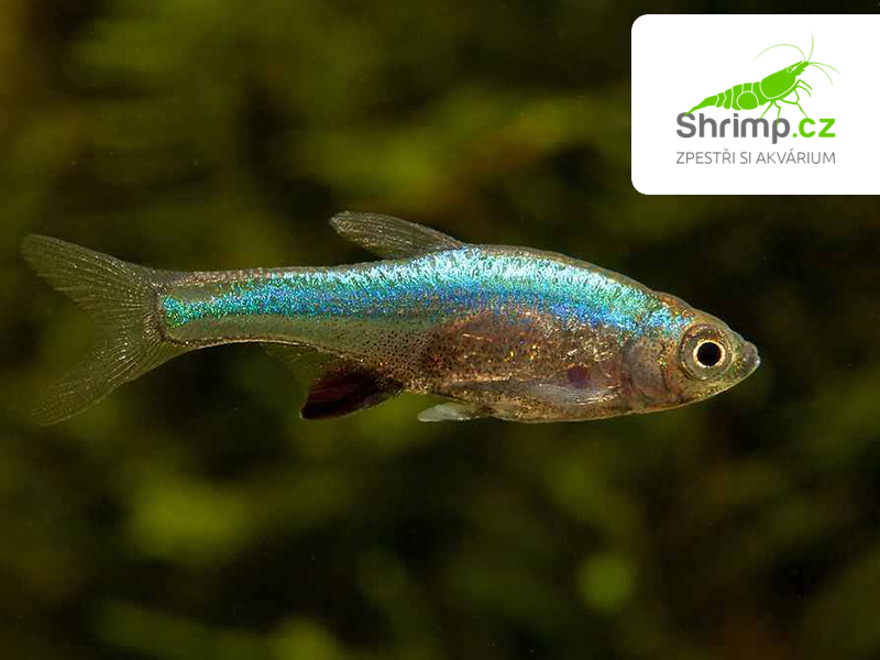 Razbora Axelrodova - Sundadanio axelrodi