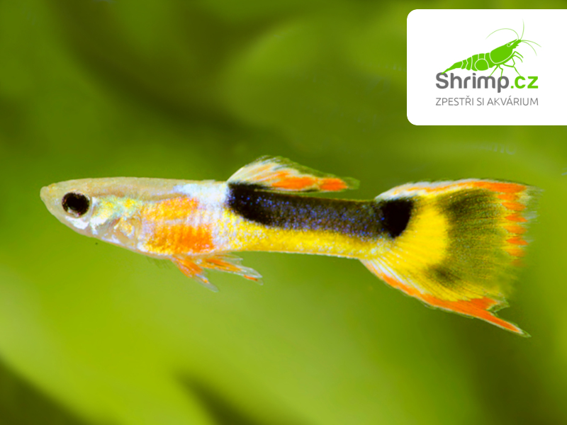 Živorodka Wingeova - Yellow half tuxedo - sameček