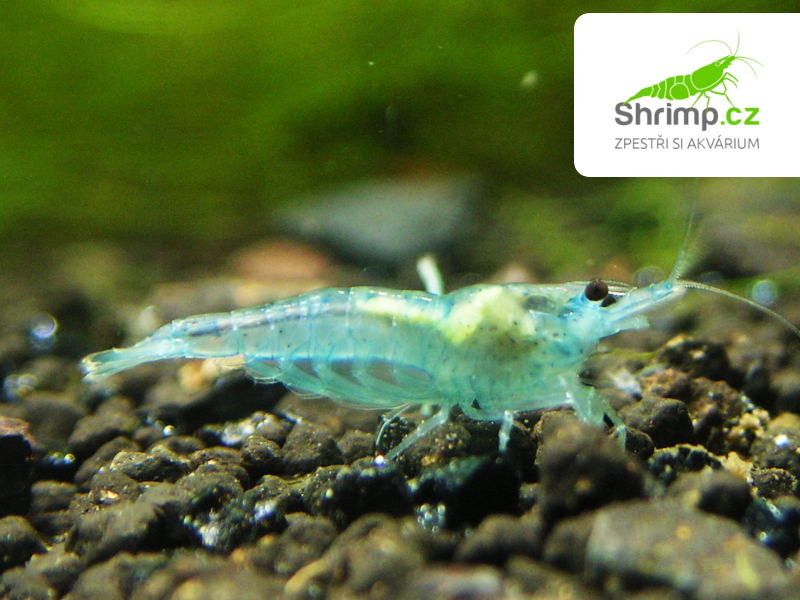 Blue Jelly 10 ks - (Neocaridina davidi)