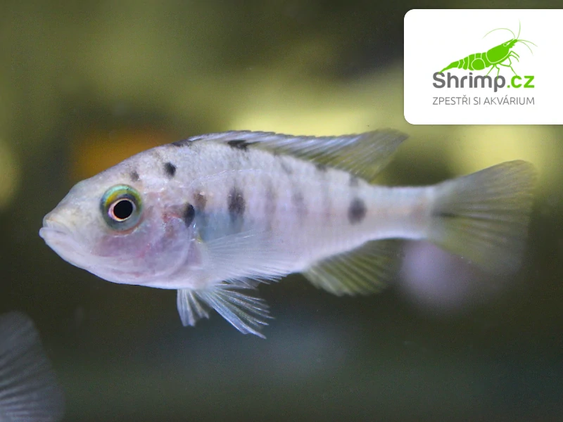 Tlamovec Melanochromis interruptus