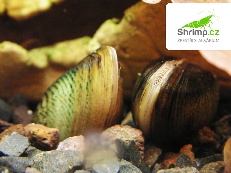 Škeble 10 ks - Scabies crispata