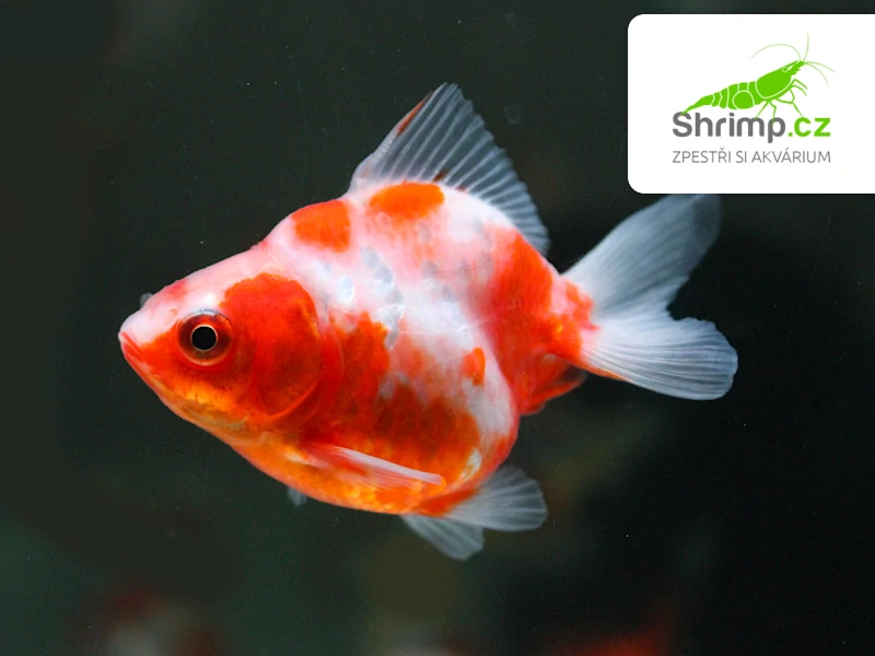 Závojnatka Red&white - Carassius auratus