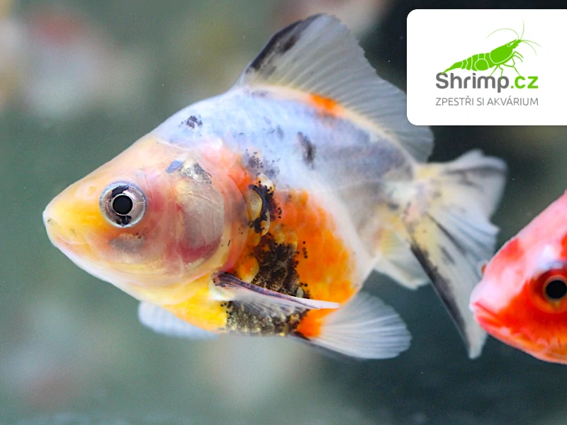 Závojnatka Calico - Carassius auratus