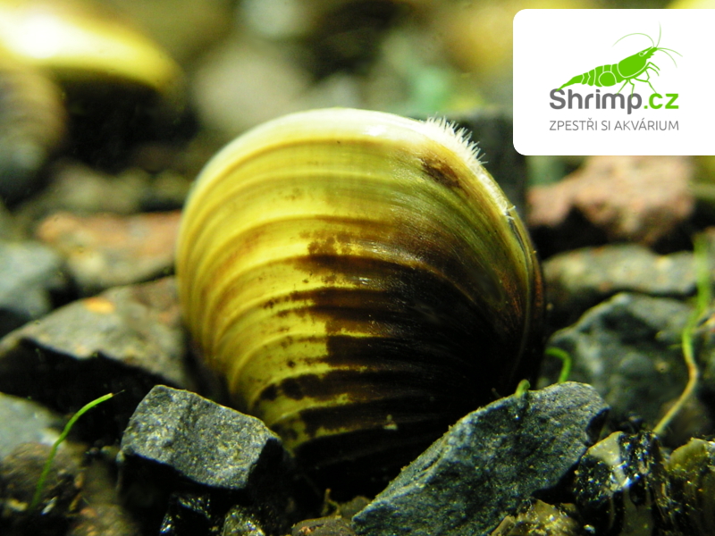 Škeble - Korbikula jávská