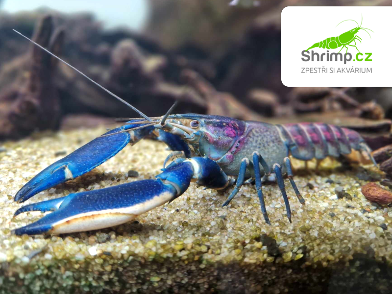 Rak Cherax Pulcher - samec