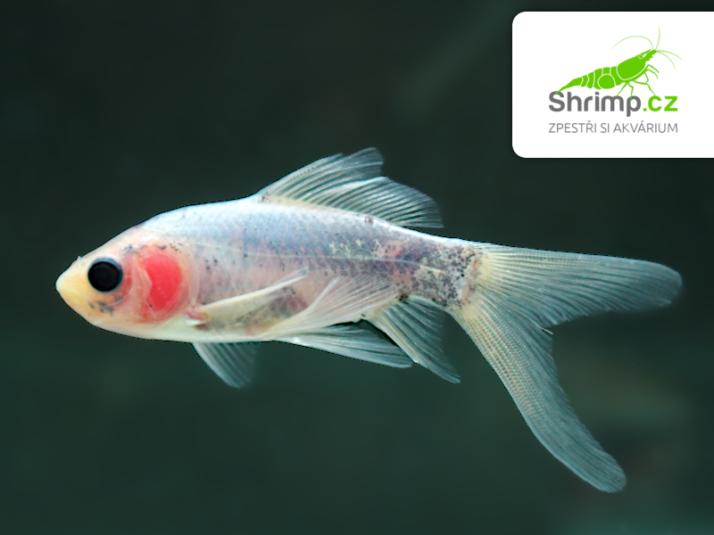 Karas Shubunkin 5-6 cm - Carassius auratus (DO JEZÍRKA)