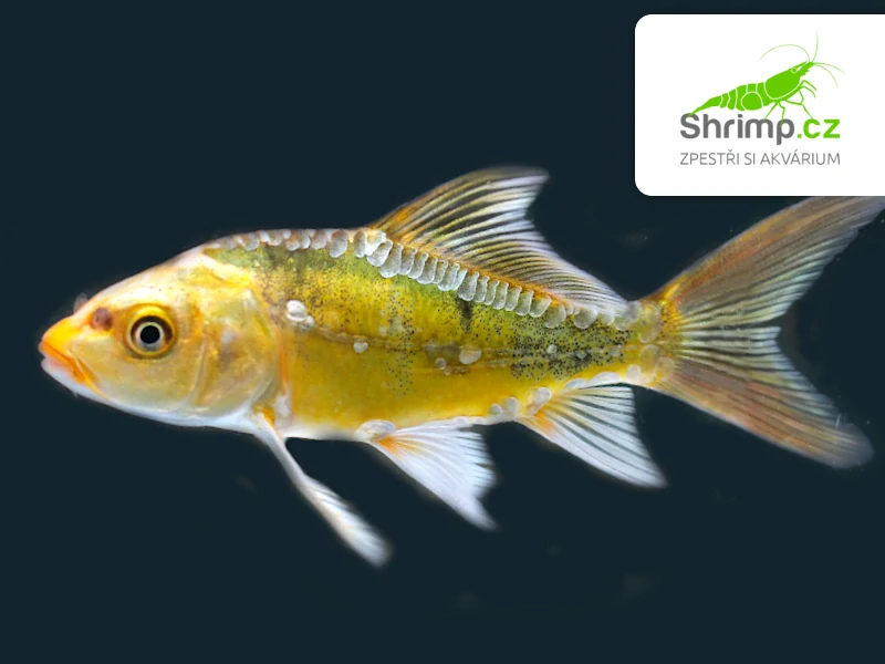 Koi kapr mix A 6-8 cm - Cyprinus carpio (DO JEZÍRKA)