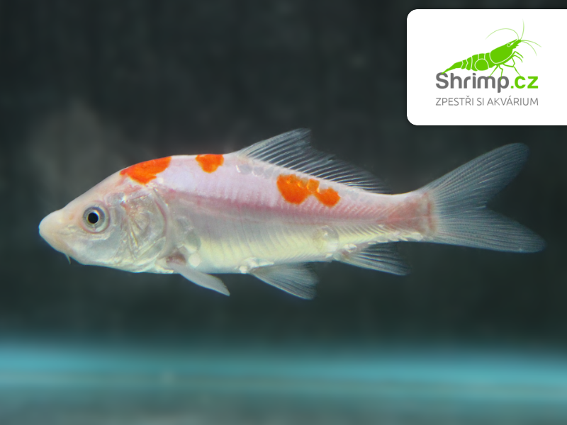 Koi kapr červeno bílý 6-8 cm - Cyprinus carpio (DO JEZÍRKA)