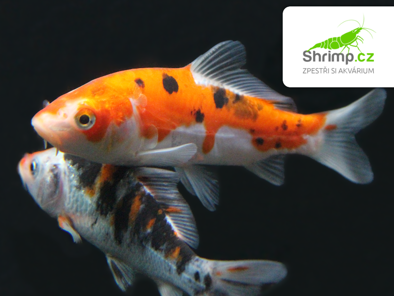Koi kapr tricolor 6-8 cm - Cyprinus carpio (DO JEZÍRKA)