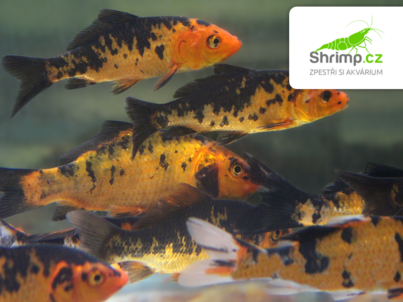 Koi kapr černo zlatý 6-8 cm - Cyprinus carpio (DO JEZÍRKA)