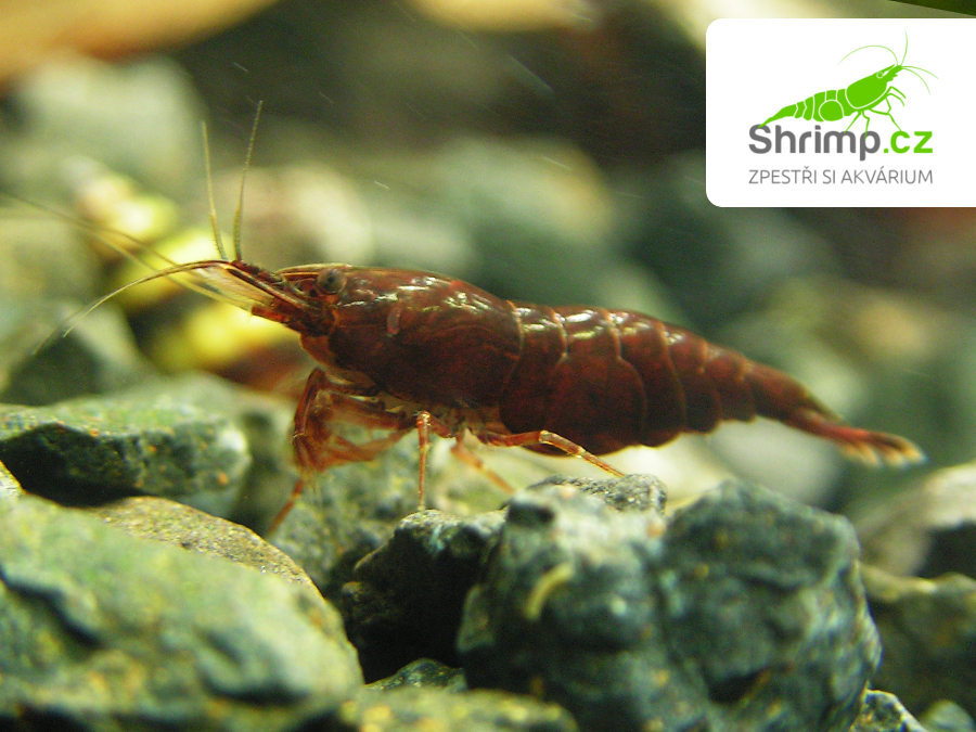 Chocolate 10 ks - Neocaridina davidi