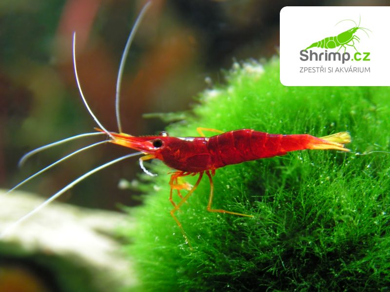 Sulawesi Yellow Nose - Caridina spinata