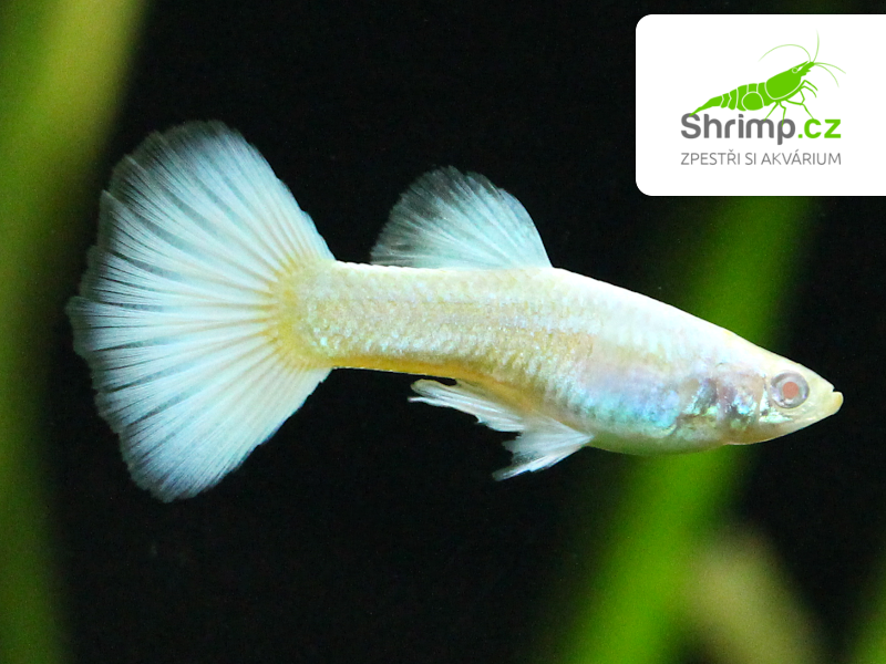 Živorodka Albino platinum white - sameček