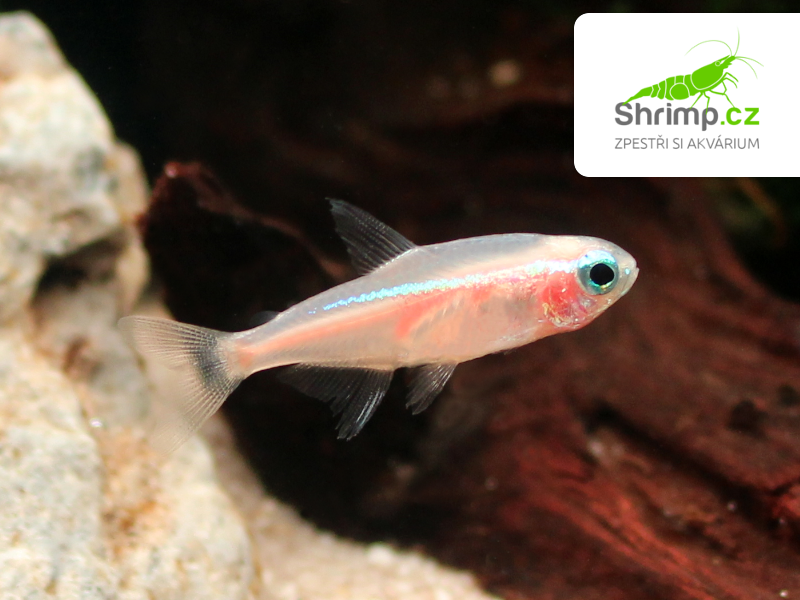 Neonka zlatá - Paracheirodon innesi sp. Gold