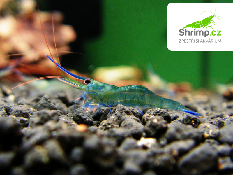 Krevetka Blue Leg Poso 20 ks - Caridina caerulea