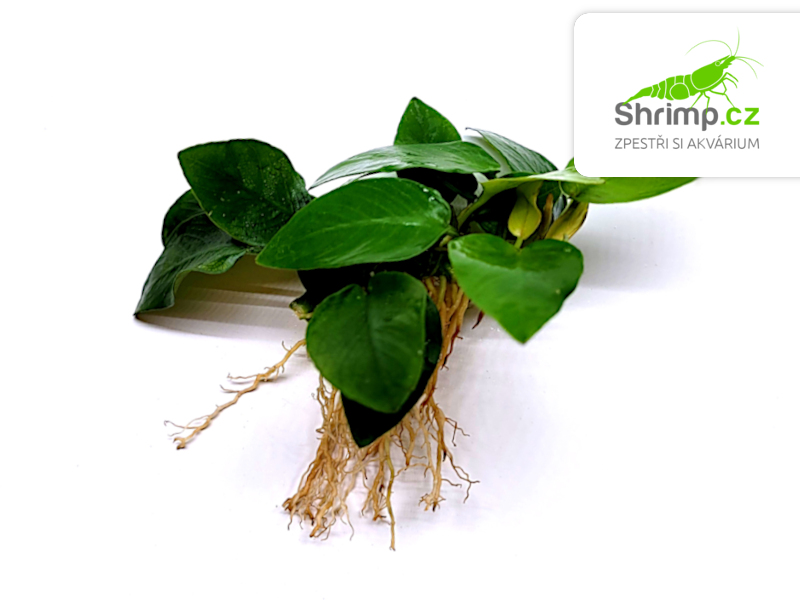 Anubias nana - svazek