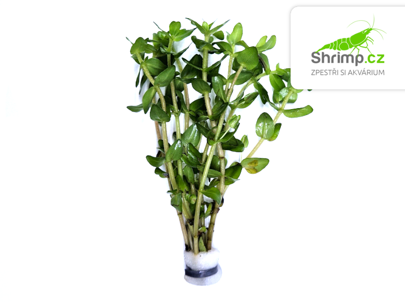Bacopa caroliniana - svazek