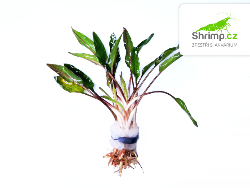 Kryptokoryna wendtii - svazek