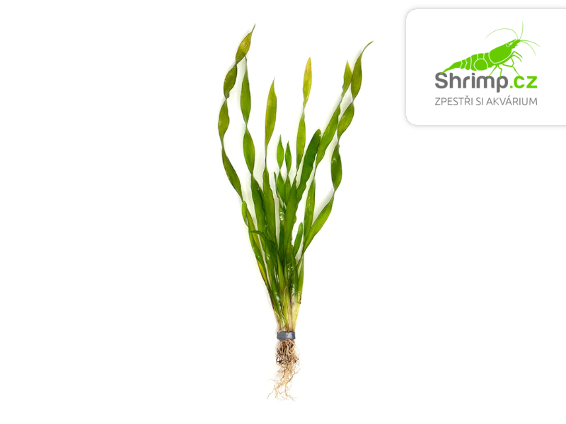 Vallisneria asiatica - svazek
