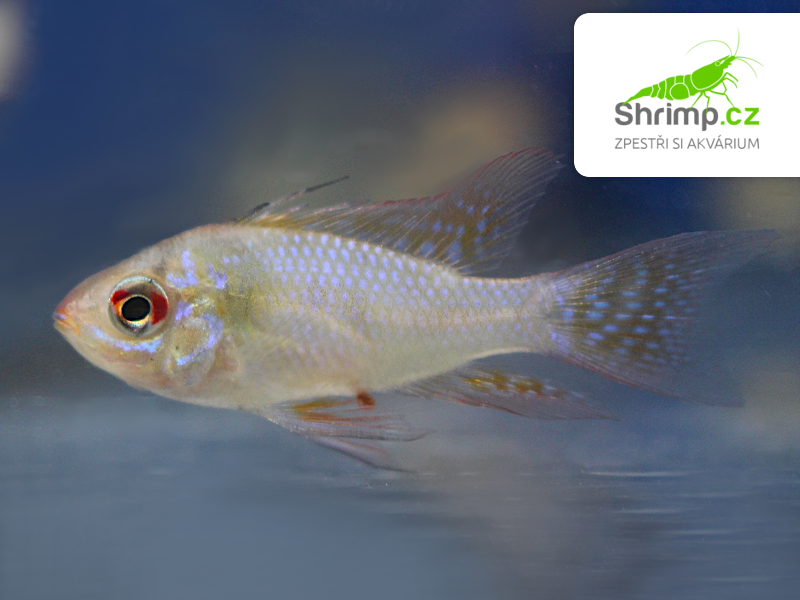 Cichlidka Ramirezova long fin 2-3 cm