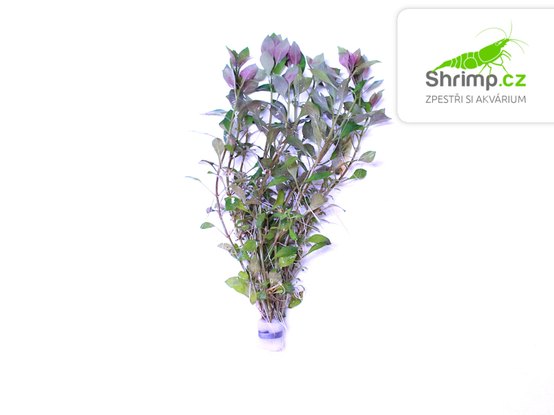 Ludwigia repens - svazek 