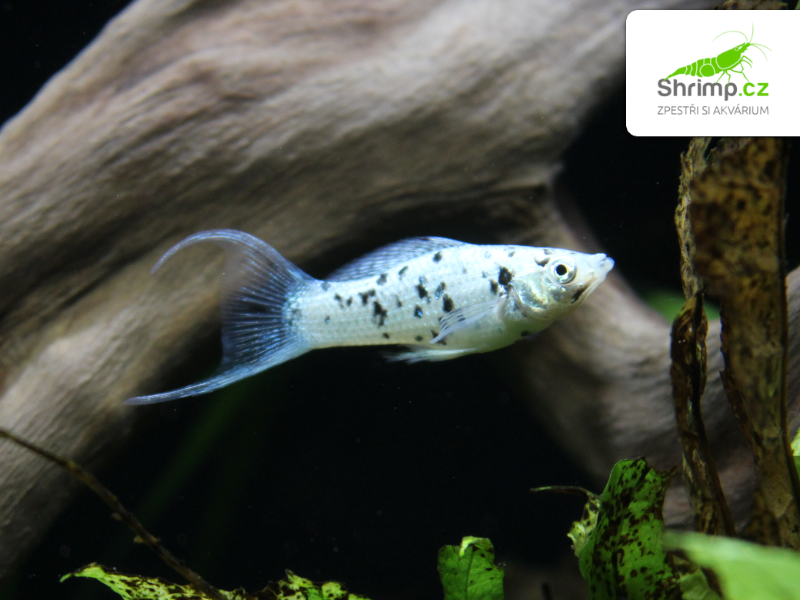 Dalmatin Molly - Poecilia latipinna 