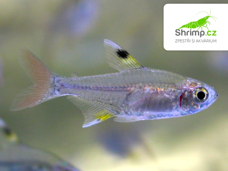 Tetra průsvitná 20 ks - Pristella maxillaris
