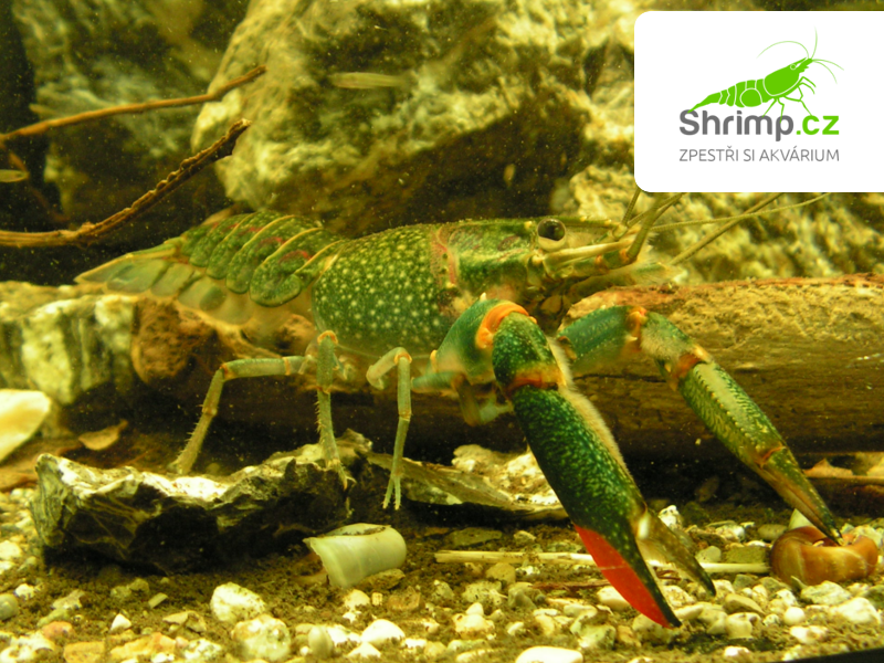 Rak modrý - Cherax quadricarinatus