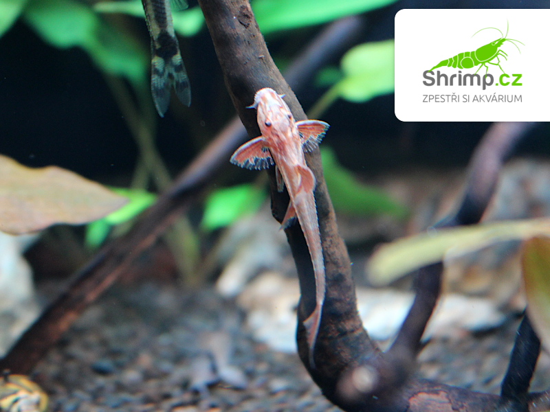 Loricaria rineloricaria sp. Red (L010A)