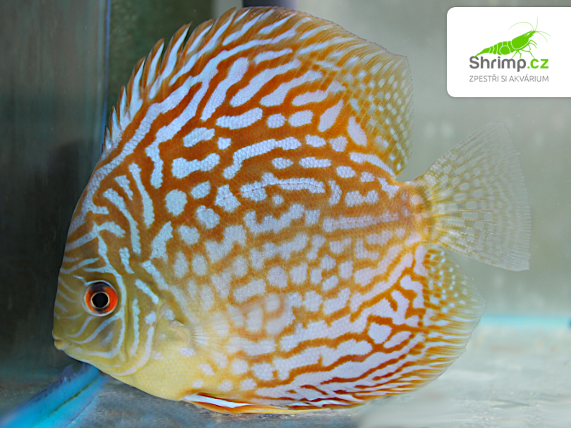 Terčovec Brilliant Turquoise 10-12 cm - Symphysodon discus