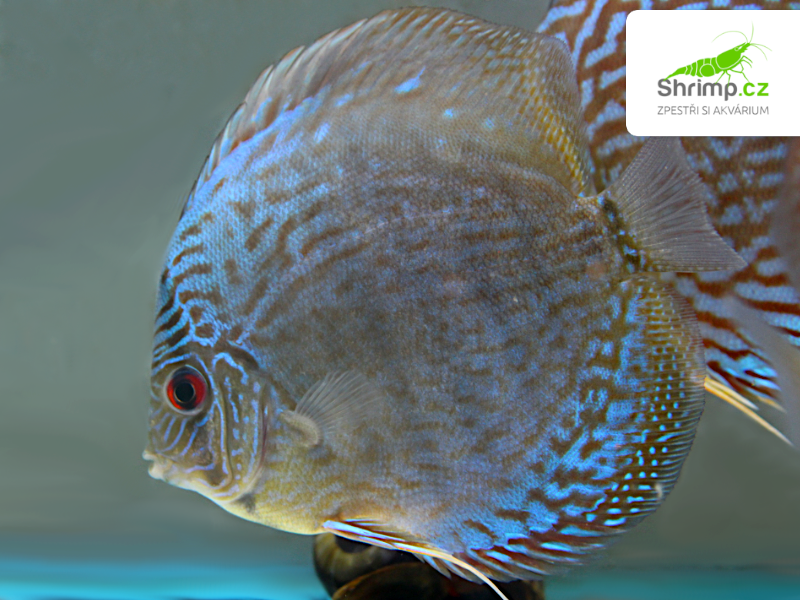 Terčovec Royal Blue 10-12 cm - Symphysodon discus