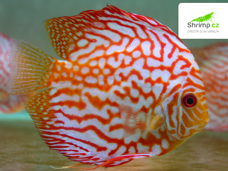 Terčovec Pigeon Checkerboard 9 cm - Symphysodon discus