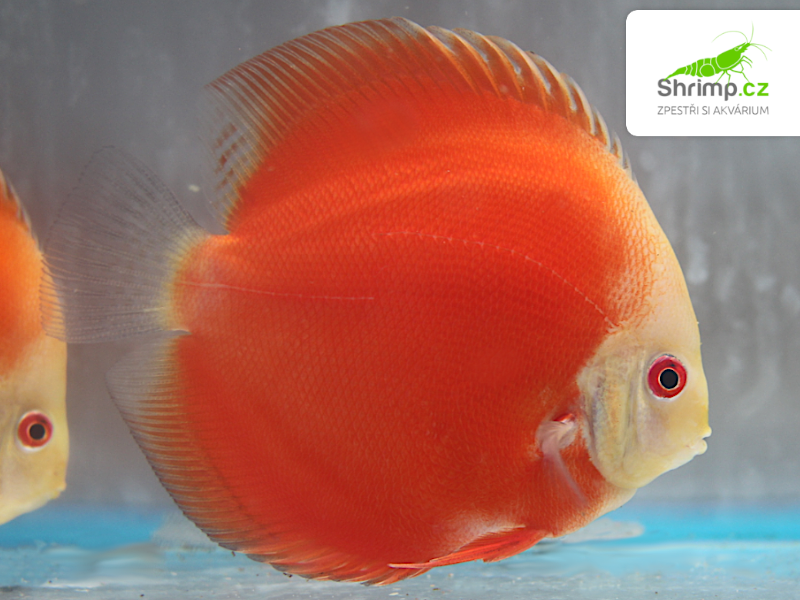 Terčovec Super Red Melon 10-12 cm - Symphysodon discus