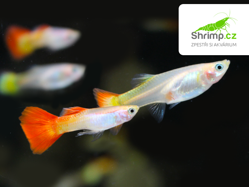 Živorodka Sunset - samička