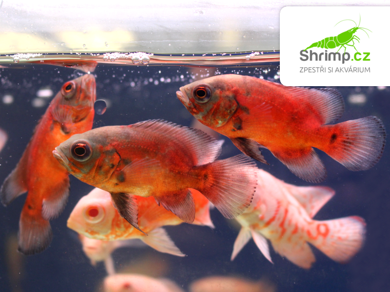 Vrubozubec paví Red Oscar 7-8 cm