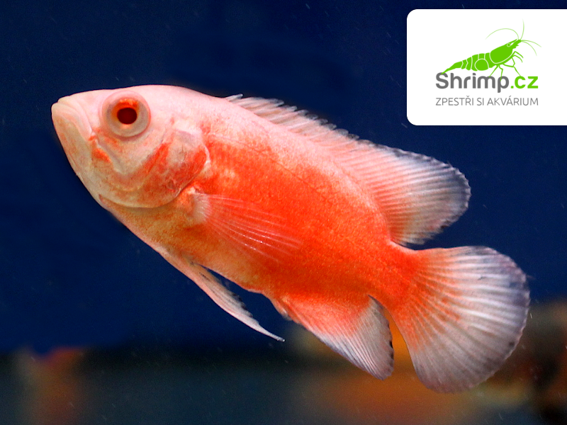 Vrubozubec paví Red Albino 7-8 cm