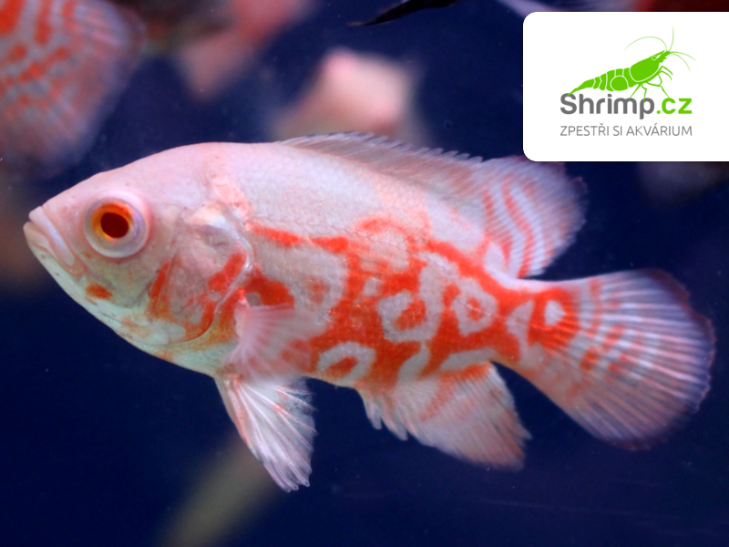 Vrubozubec paví Red Tiger Oscar Albino 7-8 cm