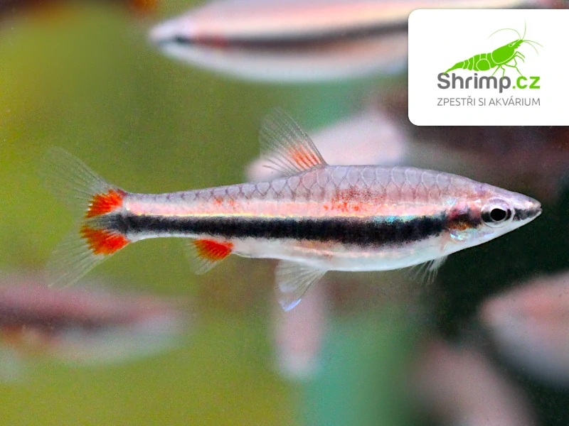 Drobnoústka pruhovaná - Nannostomus beckfordi