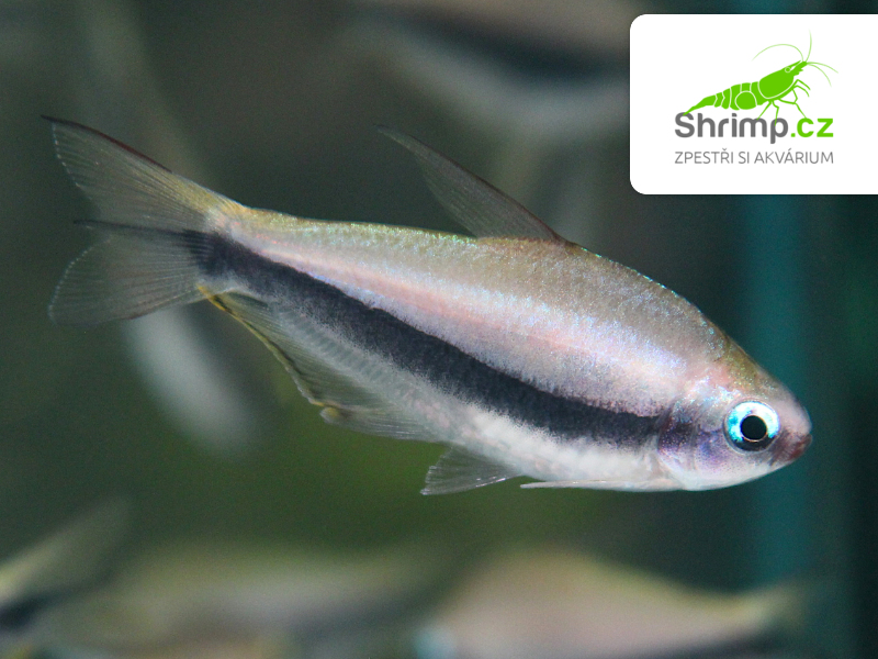 Tetra císařská - Nematobrycon palmeri