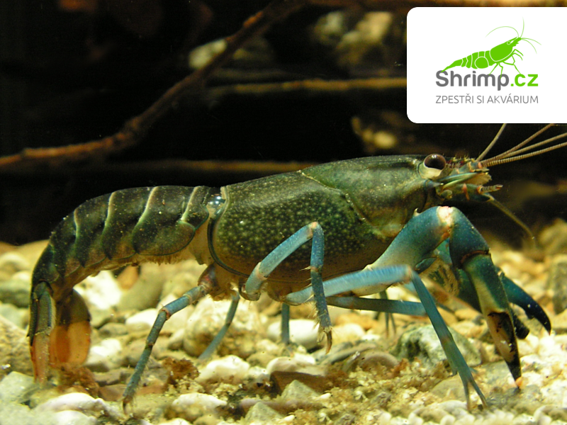 Rak Cherax sp. Blue Moon - samec