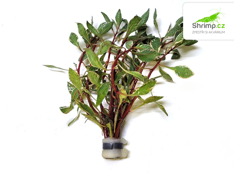 Ludwigia inclinata“ White Edge“ - svazek