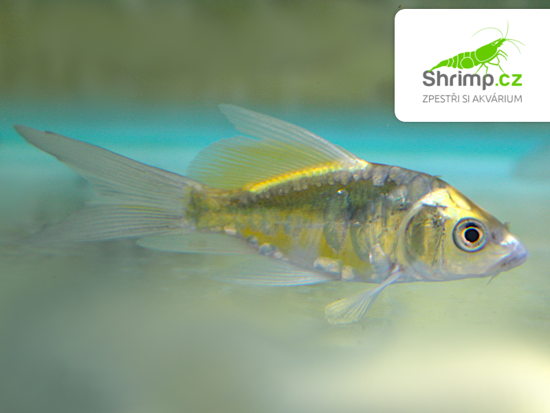Koi kapr Kabuto Yellow long fin 7-10 cm – Cyprinus carpio